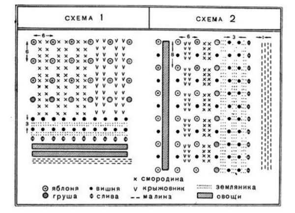 Схема Сада Фото